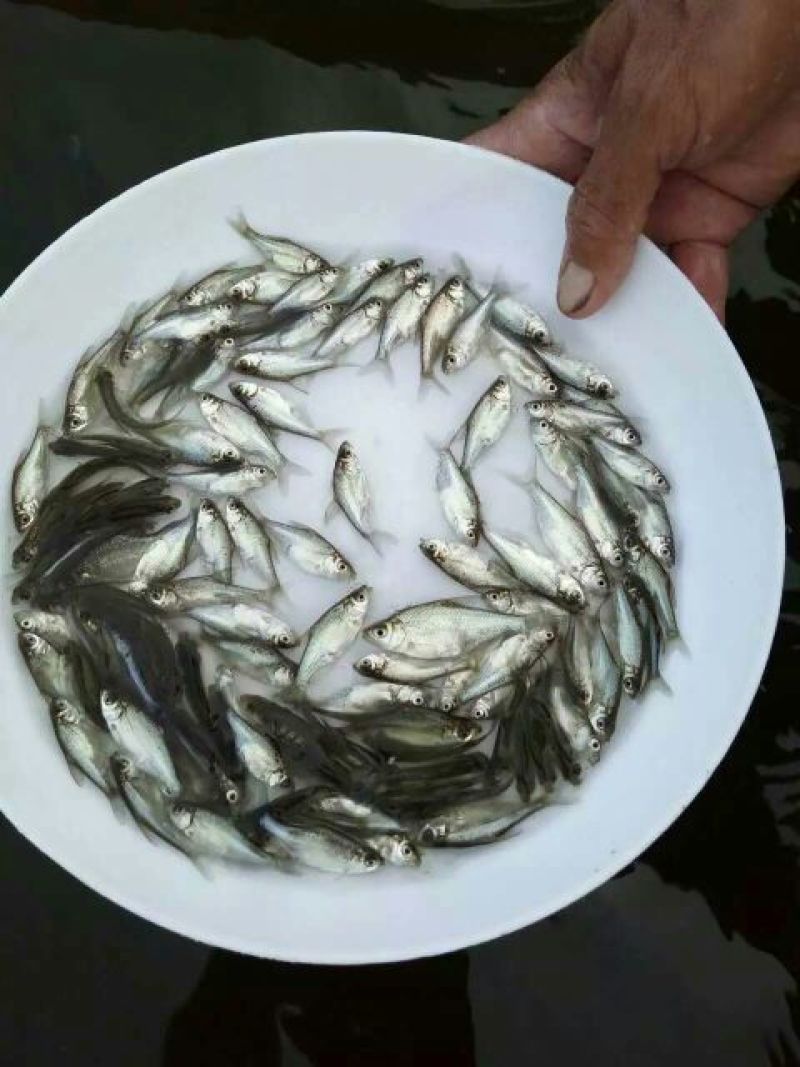【产地发货】武鲳鳊鱼，团头鲂，三角鲂，沙边，提供技术