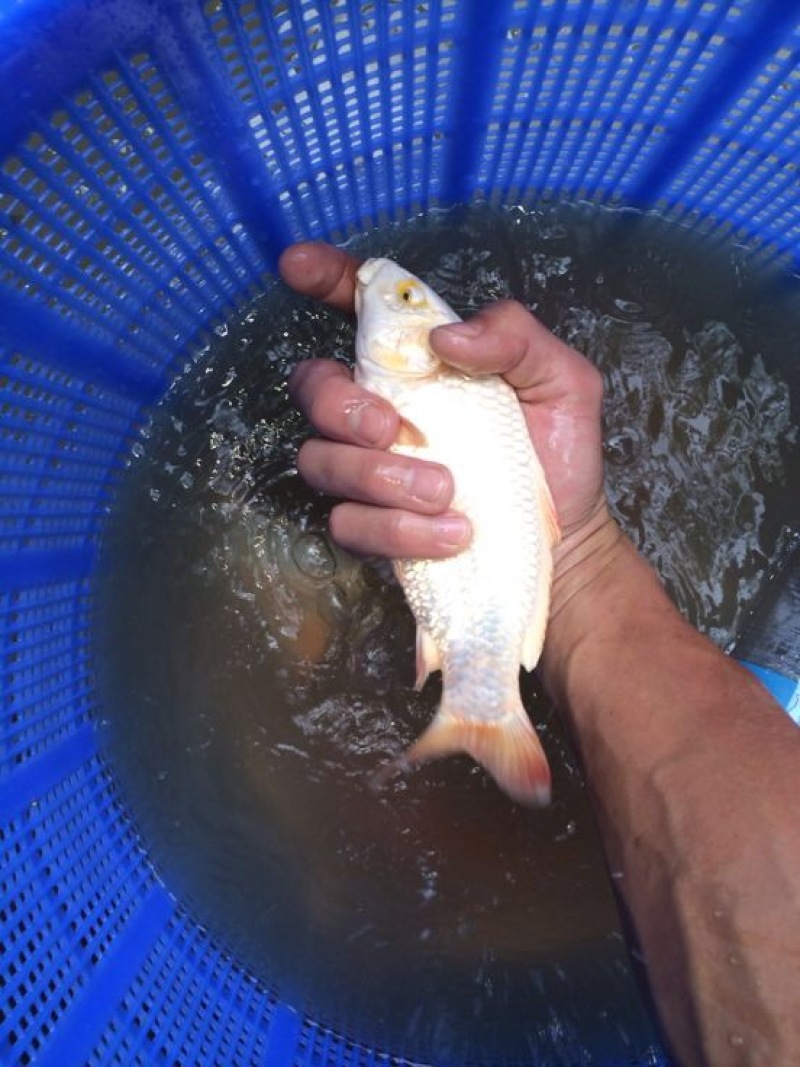 锦鲤