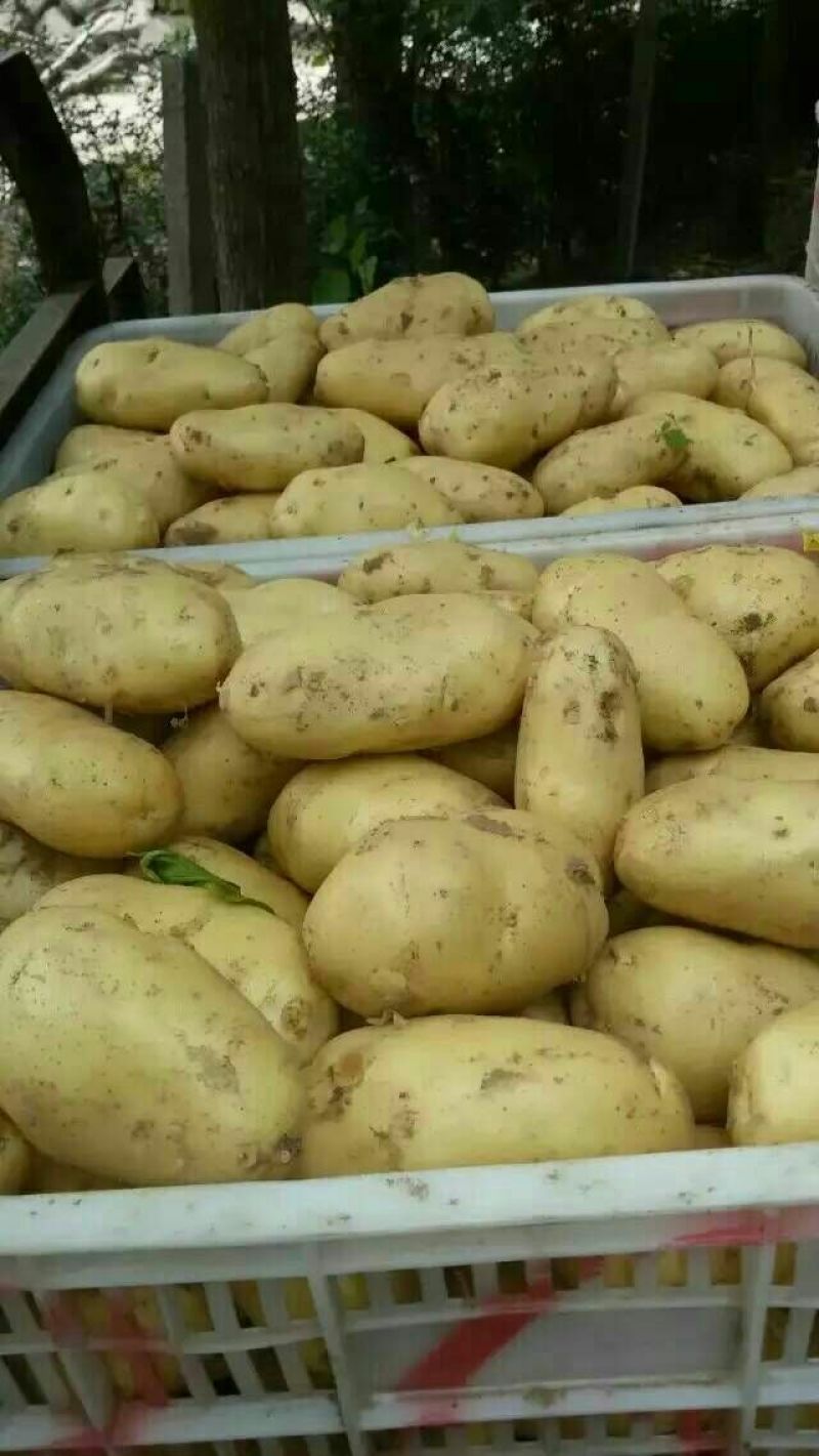 【精品批发】荷兰十五土豆袋子货诚信代办一手货源