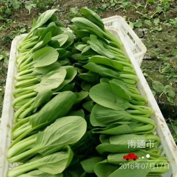 上海青五季蔬菜合作社直供