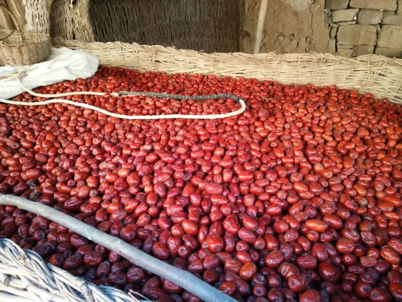 滩枣鲜枣通货