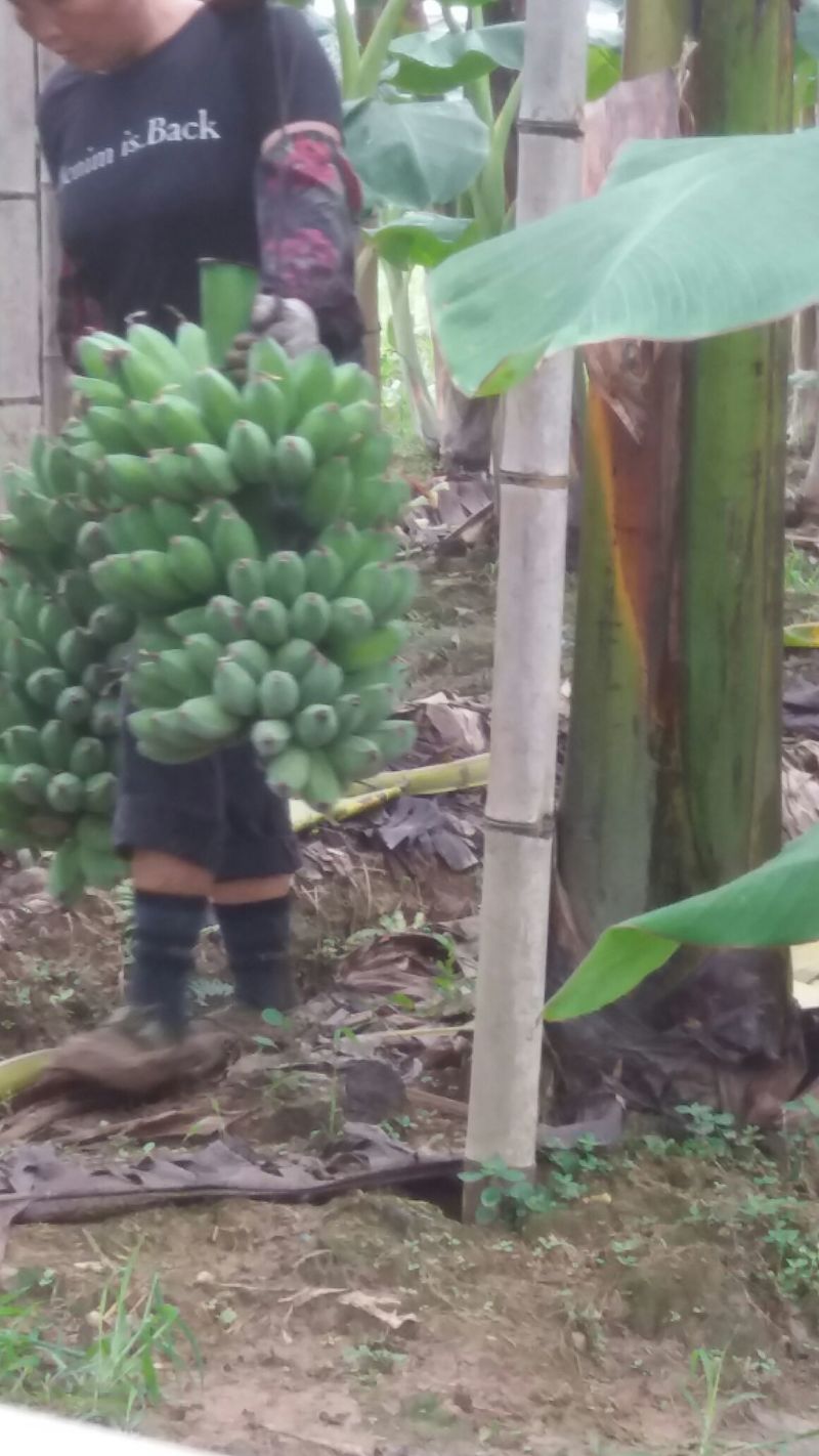 粉蕉九成熟