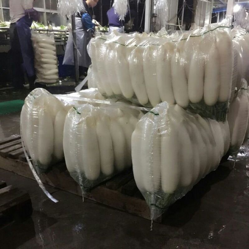 白萝卜1.5~2斤起