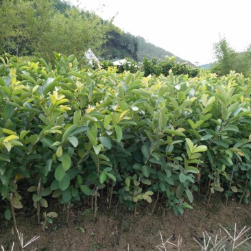 番石榴苗50~80cm