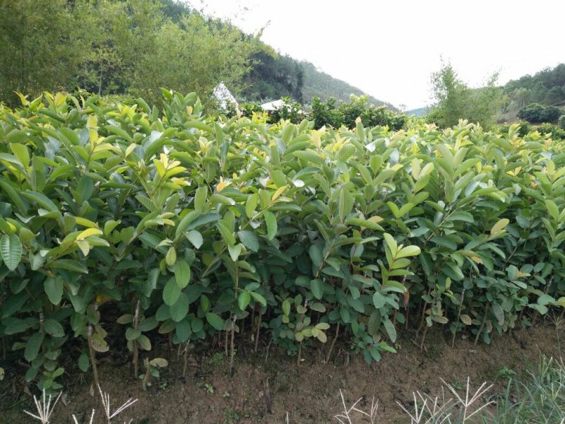 番石榴苗50~80cm