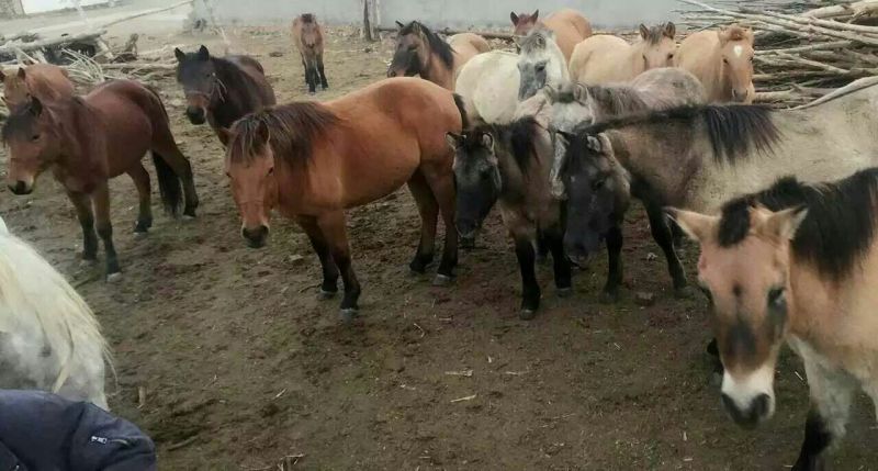 肉马400~500kg
