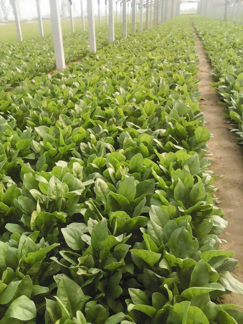 大叶菠菜20~25厘米