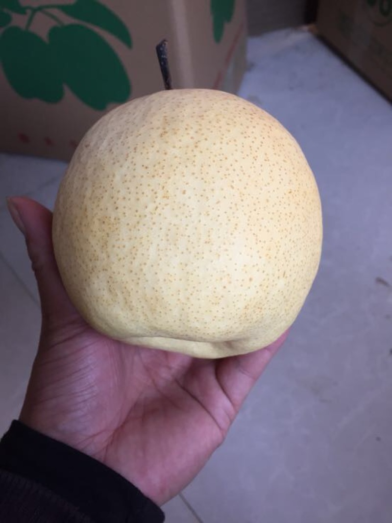 贡梨