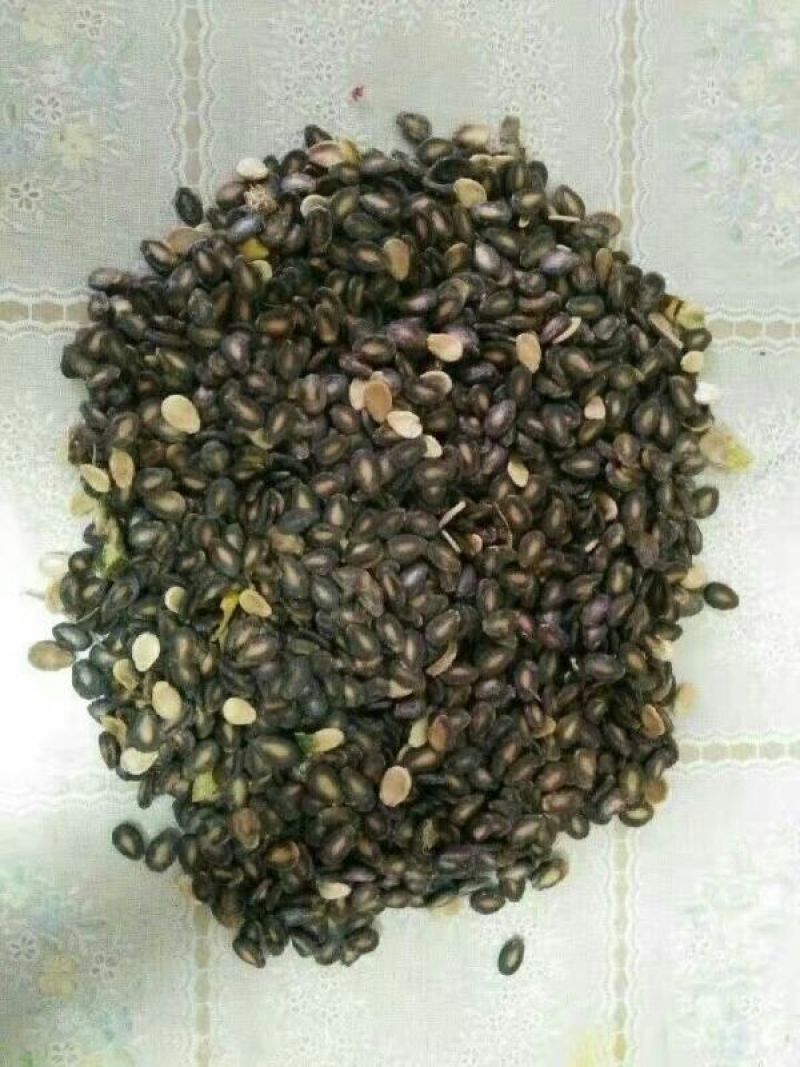 打瓜子散装