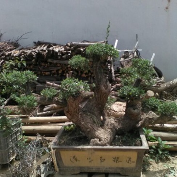 小叶榆树20cm以上16~18cm0.5~1m