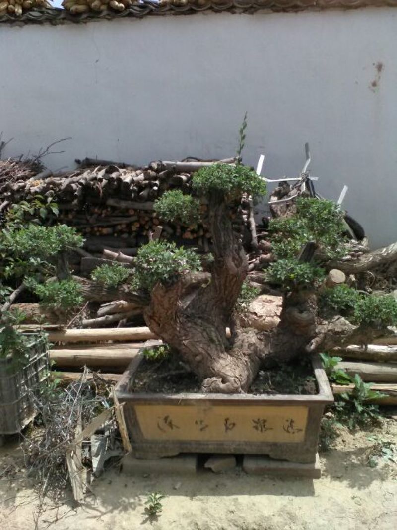 小叶榆树20cm以上16~18cm0.5~1m