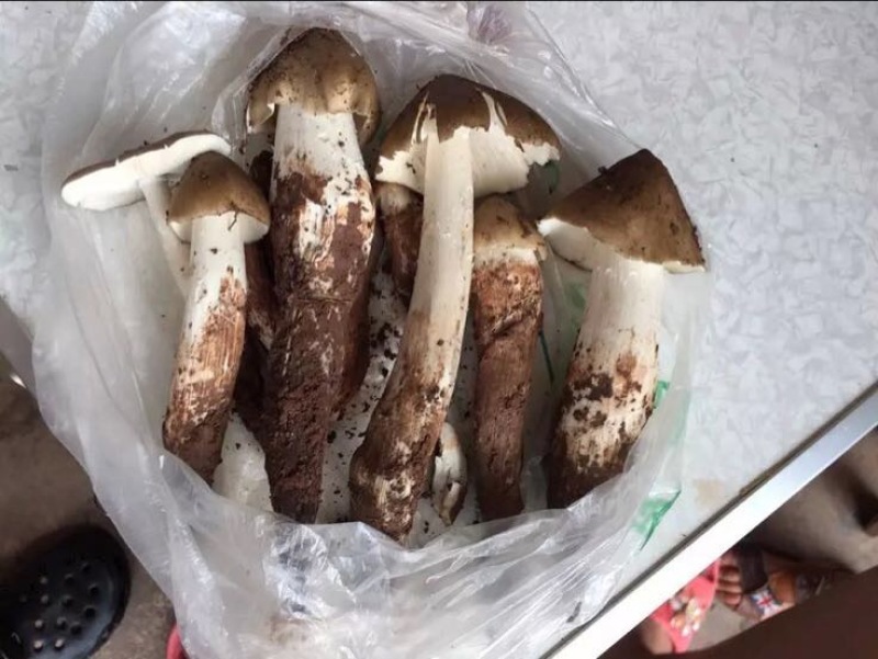 野生菌斗鸡公