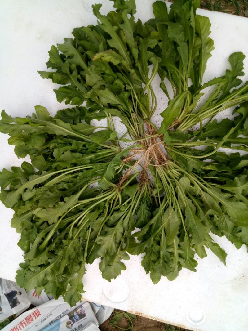 荠菜种子