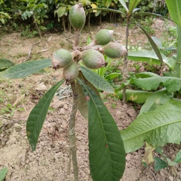 枇杷树苗30~50cm