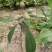 枇杷树苗30~50cm