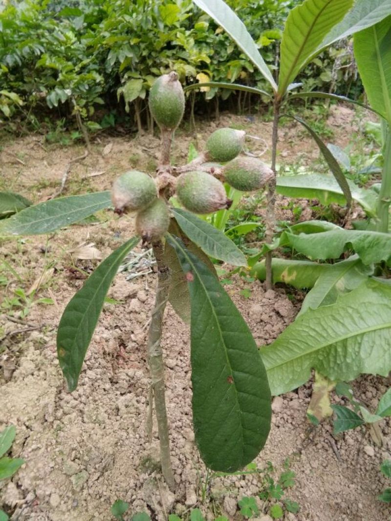 枇杷树苗30~50cm