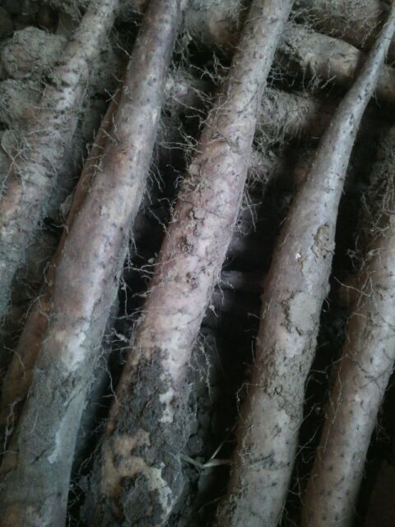 白玉山药2~3厘米25~30厘米一级