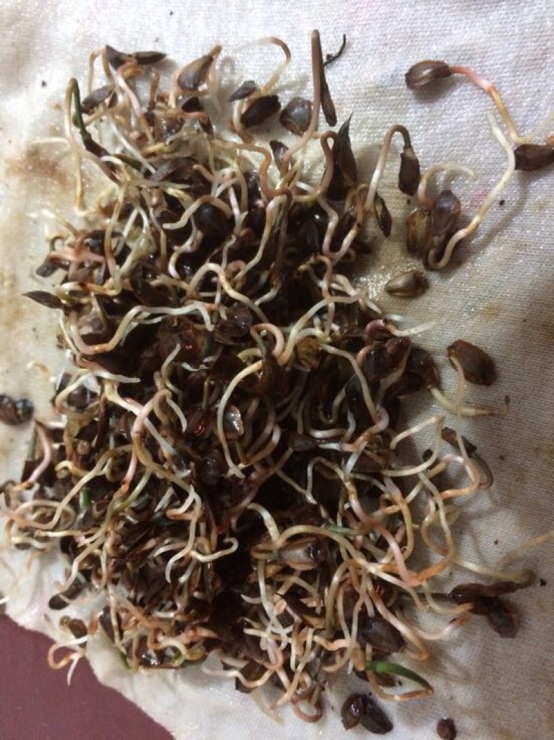 杉木种子
