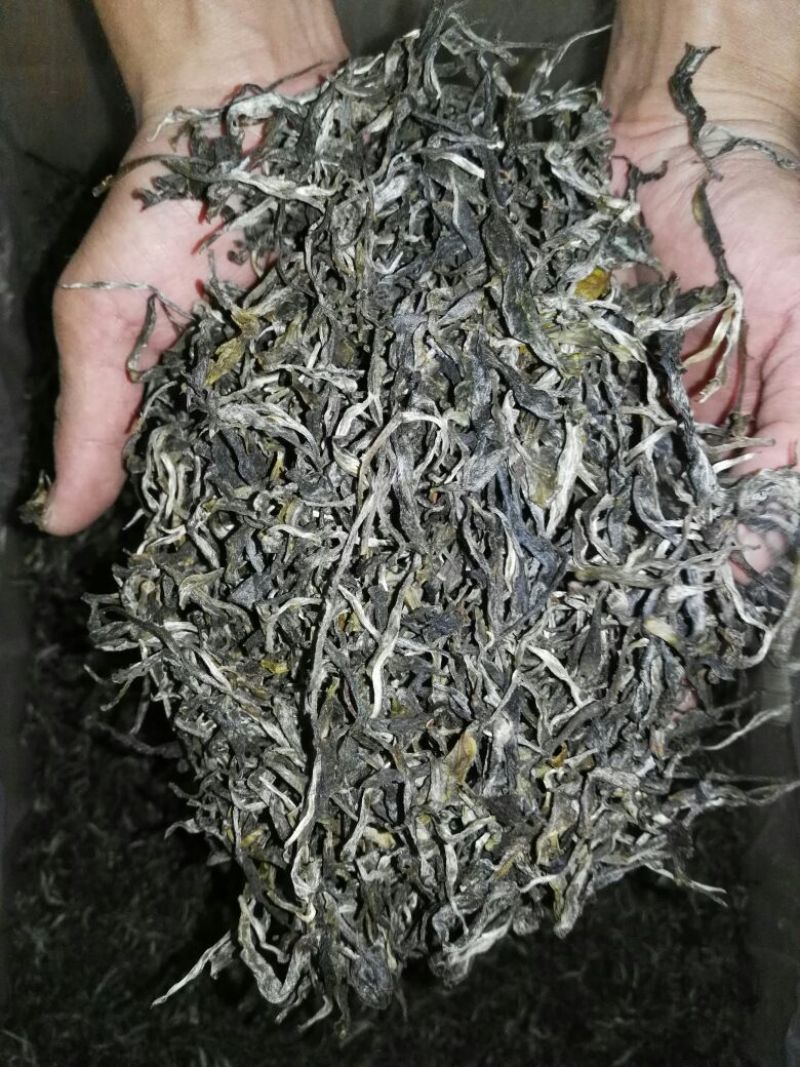 古树普洱茶特级