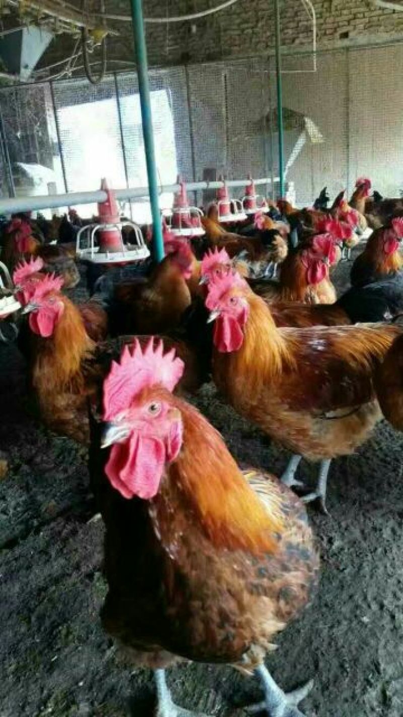 鸡肉鸡7~8斤