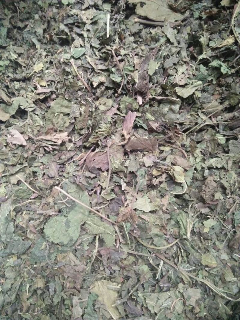 桑叶