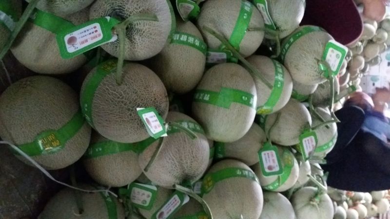 网纹瓜3斤以上长圆形