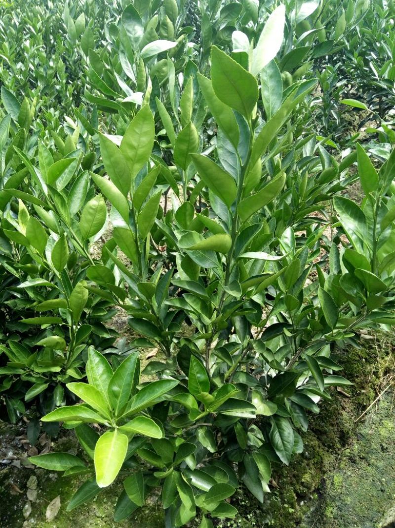 晋早熟蜜桔苗80~120cm