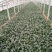 越冬菠菜15~20厘米