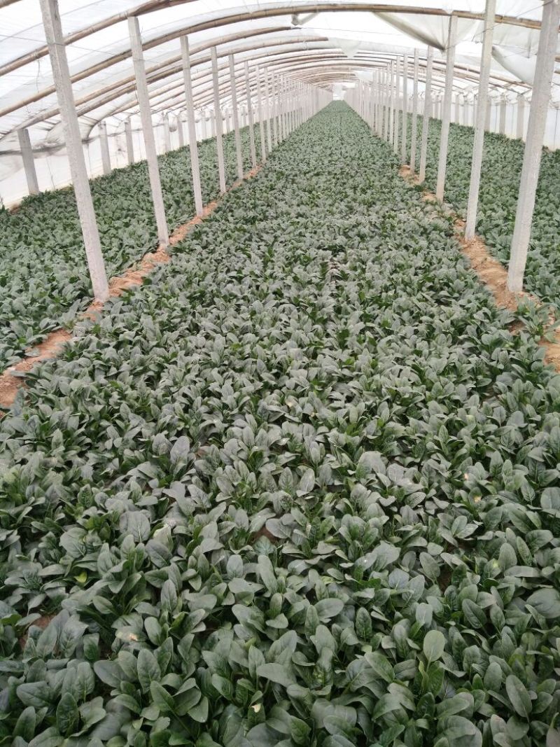 越冬菠菜15~20厘米