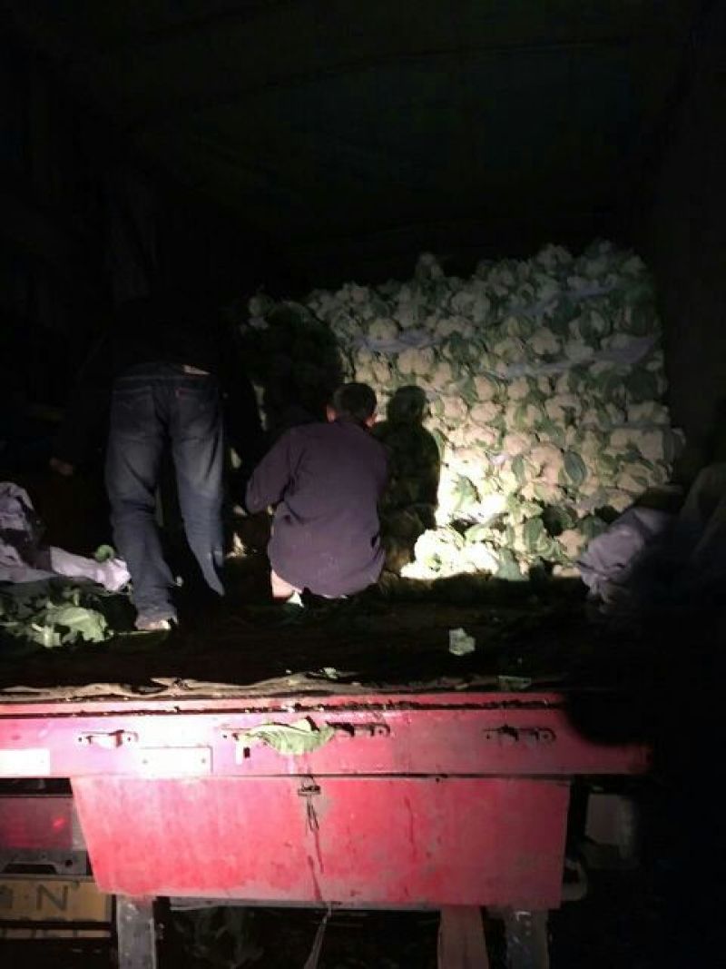 菜花2斤到3斤紧密乳白货源充足需要的联系