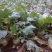 大头菜芥菜头孔明菜芥菜3两半以上每年9月左右上市