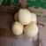 贡梨250~300g纸袋