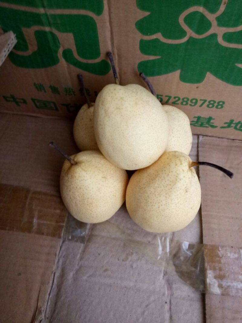 贡梨250~300g纸袋