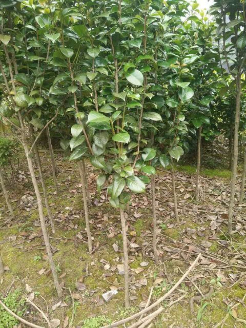 茶花树