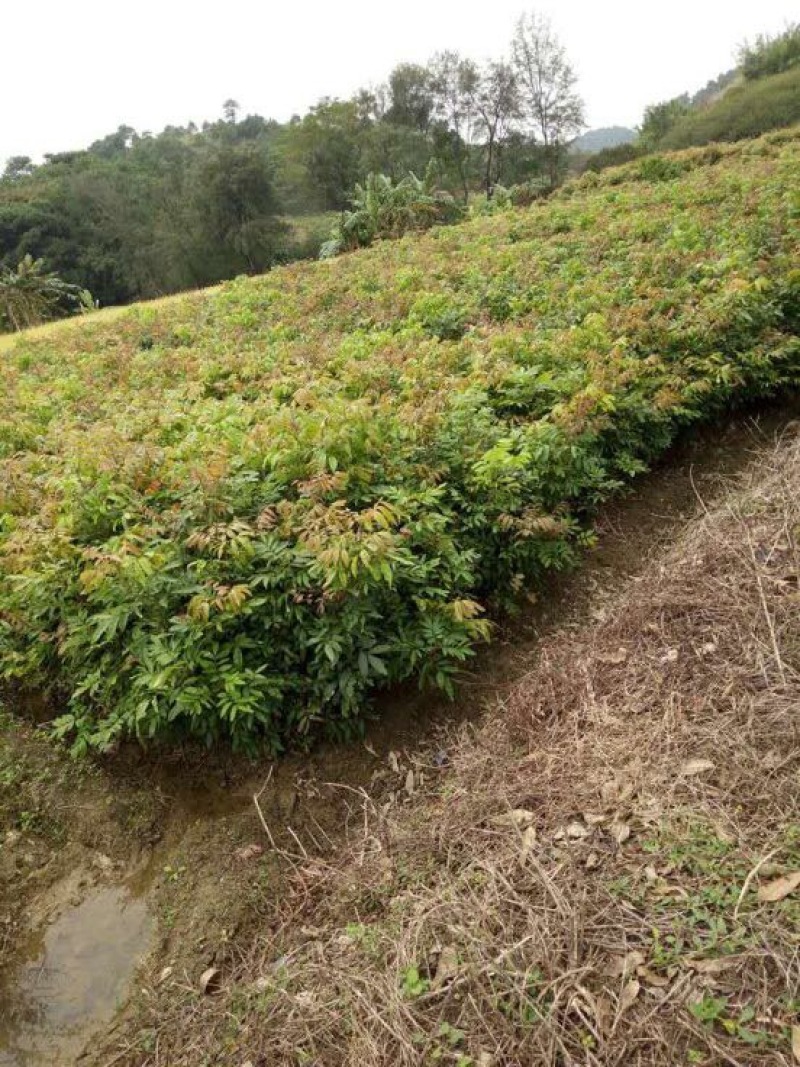 龙眼树苗石夹，储良品种苗