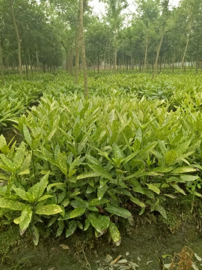 青珊瑚