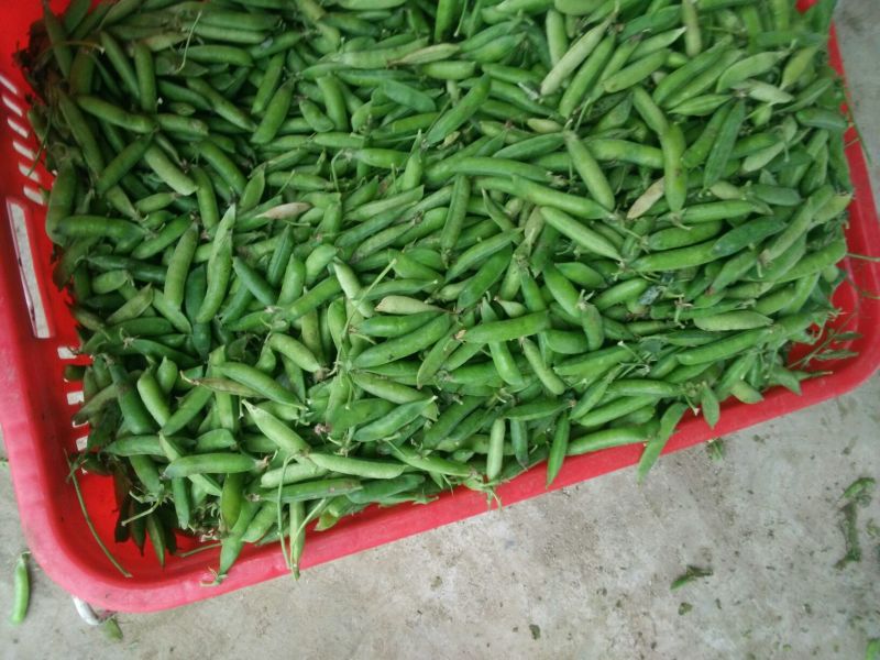 青豆中等