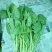 大叶菠菜20~25厘米