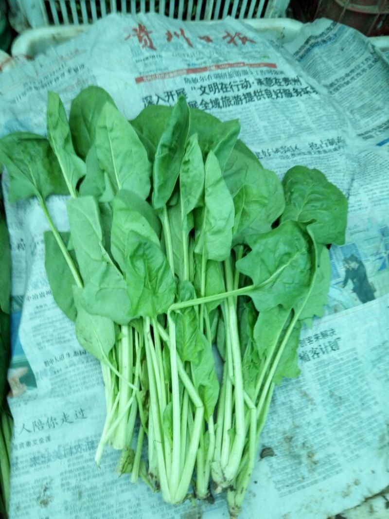 大叶菠菜20~25厘米