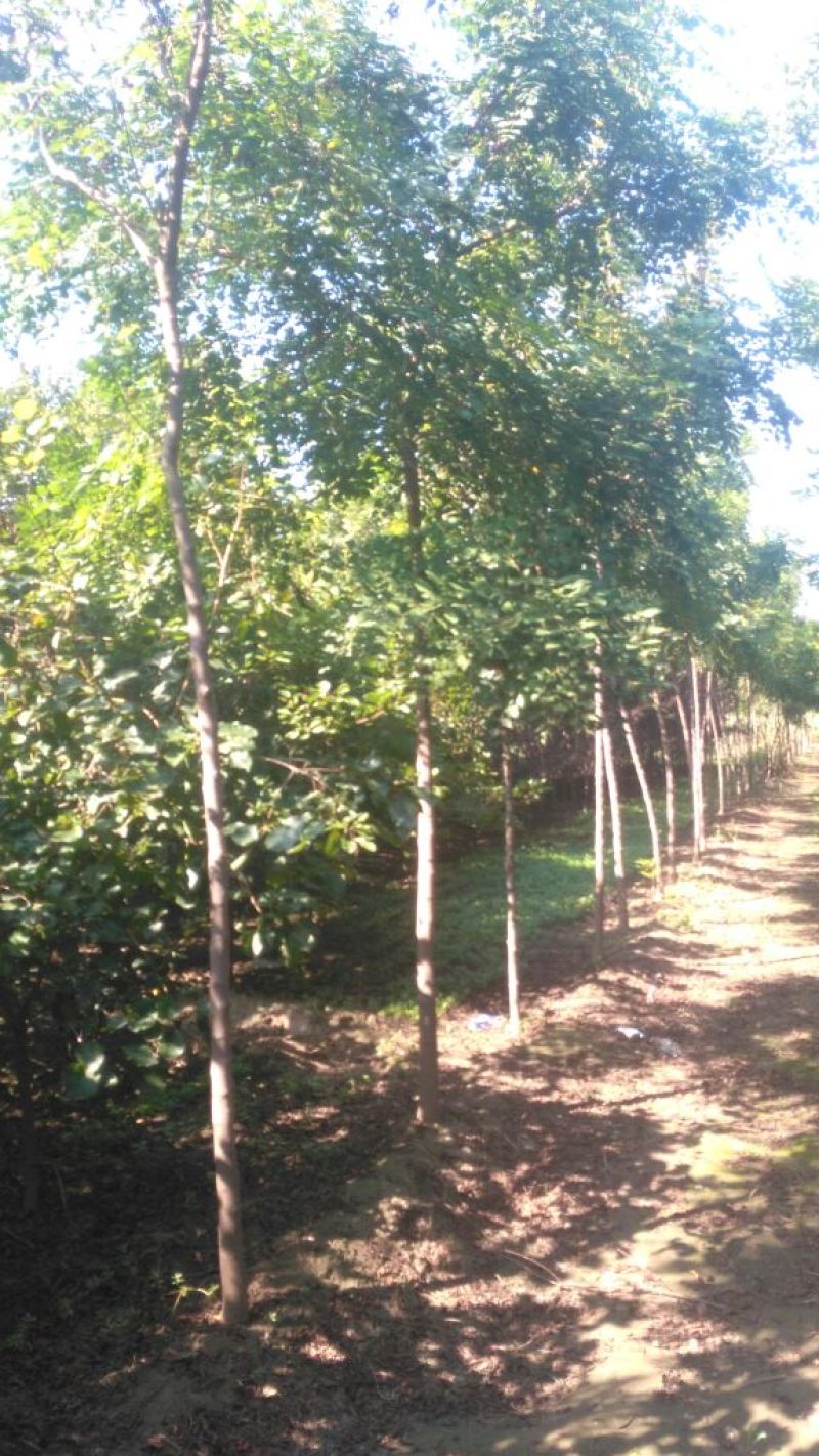 北京栾6~8cm4~6cm2.5~3米