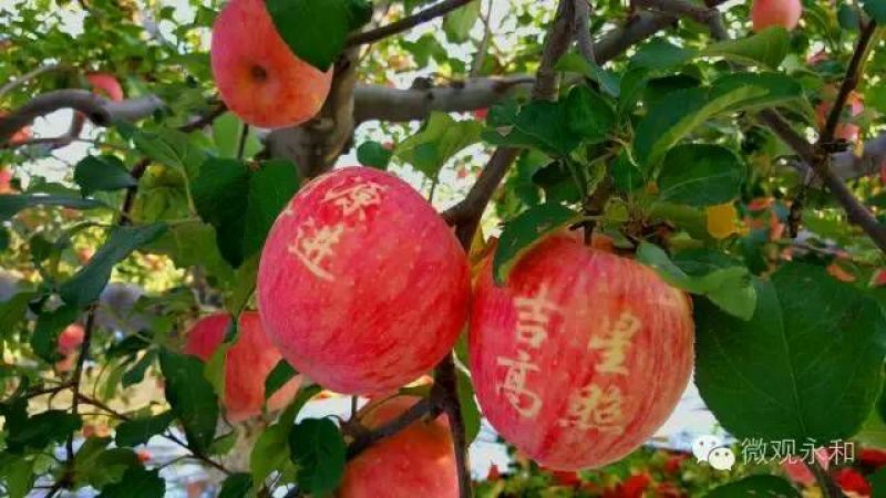 水晶富士苹果