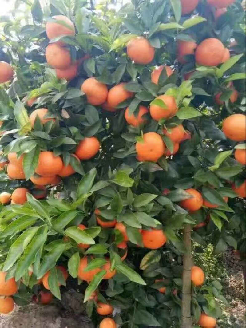 沃柑