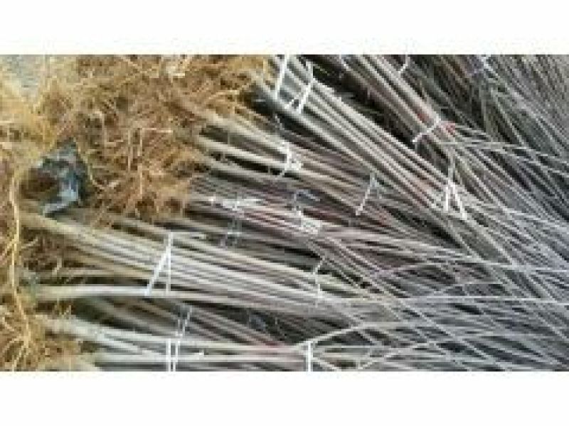 红富士苹果树苗80cm以上基地直销现起现发