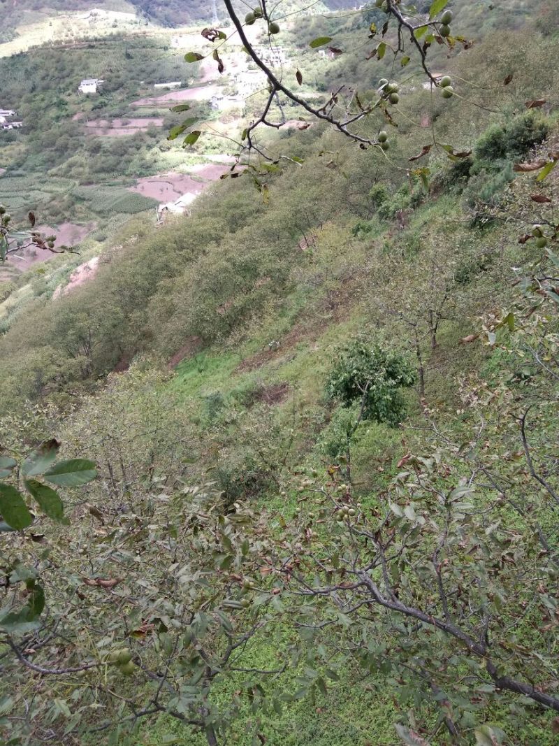 山核桃去皮