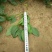 小叶菠菜15~20厘米