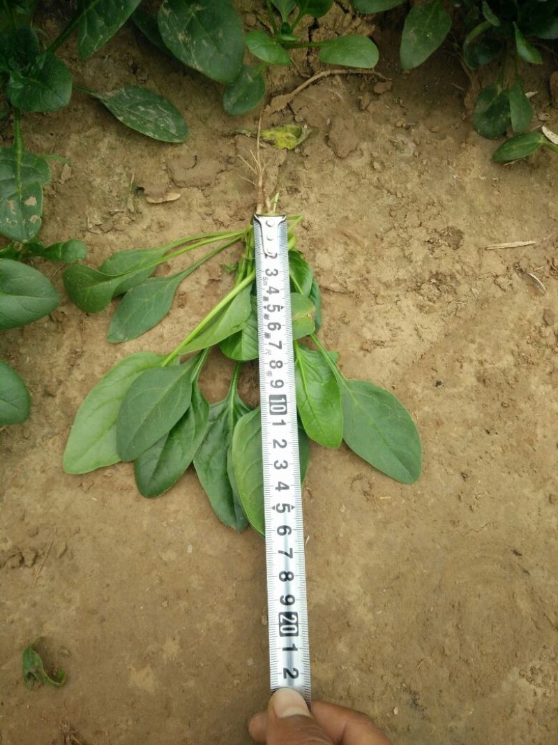 小叶菠菜15~20厘米