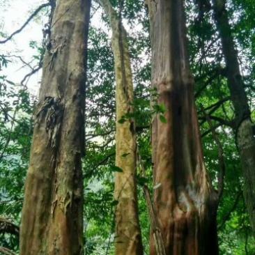 马灵光1.5~2m