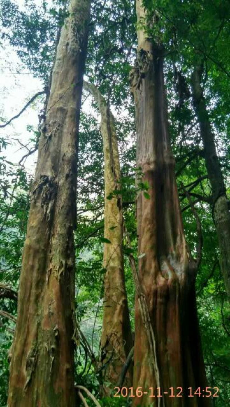 马灵光1.5~2m