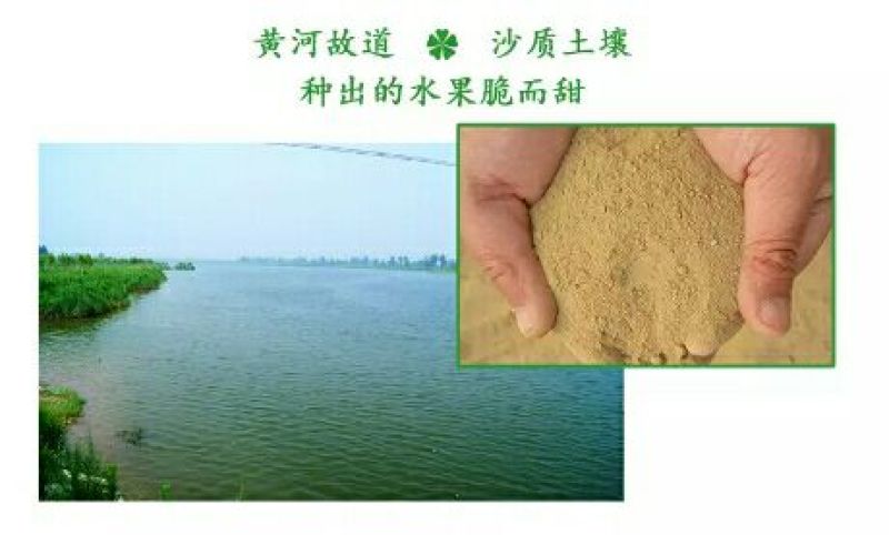 酥梨300~350g纸箱