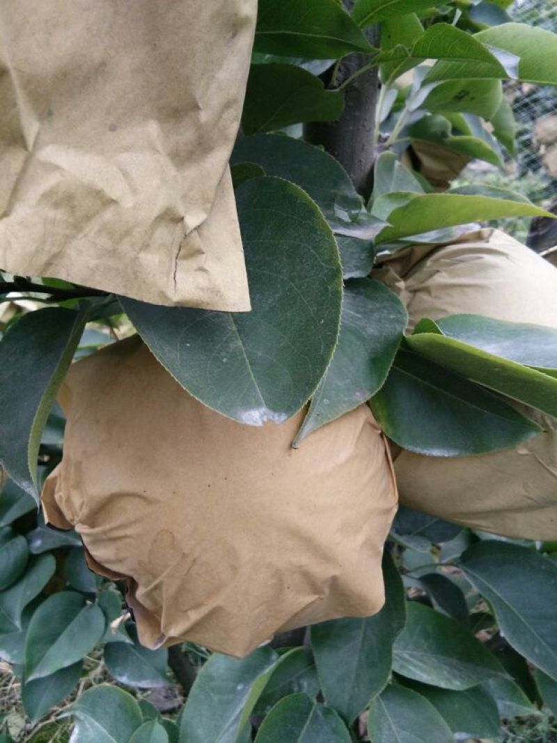 晚秋黄梨200~250g纸加膜